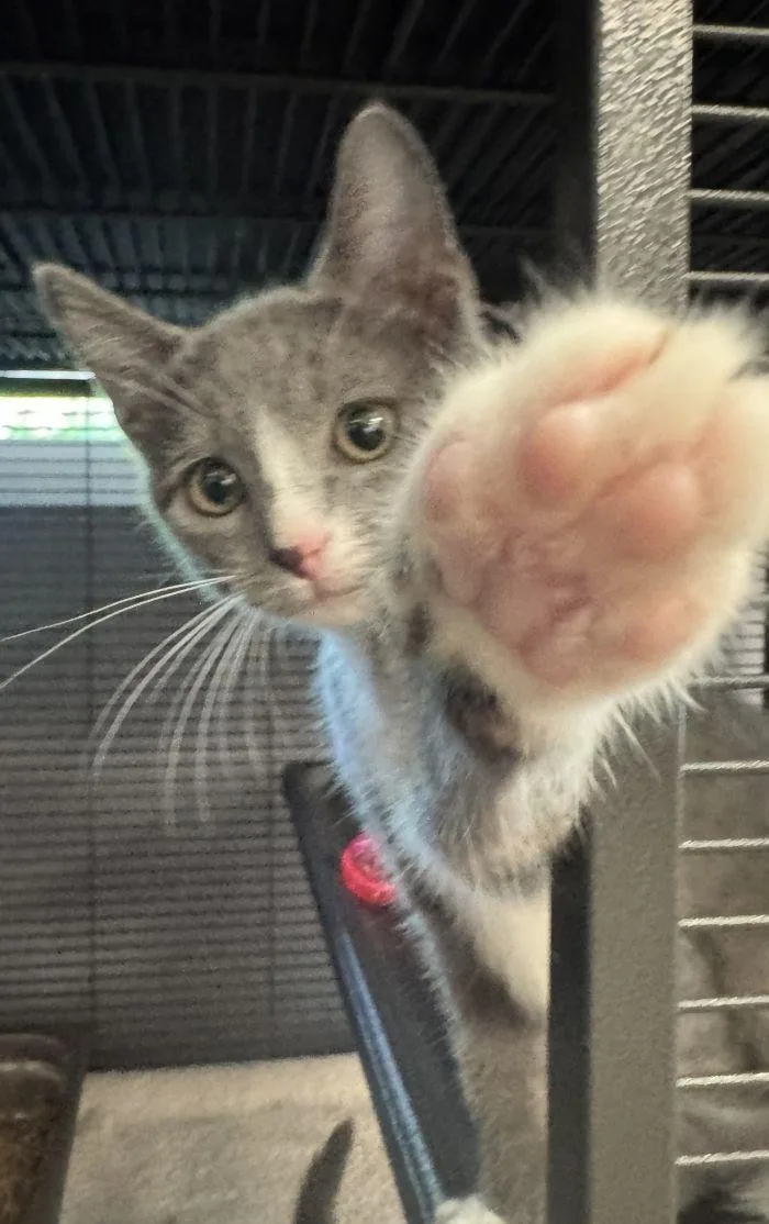 A young small-sized female Gray & White Domestic Short Hair cat named Ursula for adoption in Hilton Head Island, SC