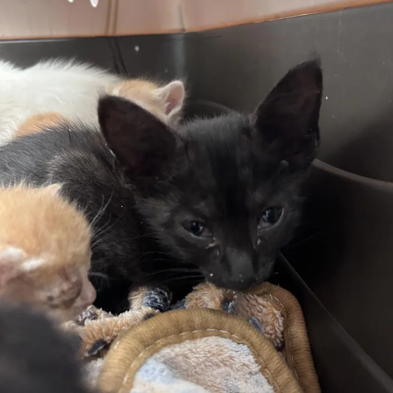 A baby small-sized female Black Domestic Short Hair cat named Ziglets for adoption in Leander, TX