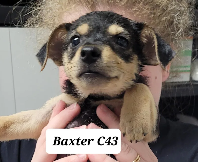 A baby small-sized male Black Chihuahua dog named Baxter for adoption in Morganton, NC