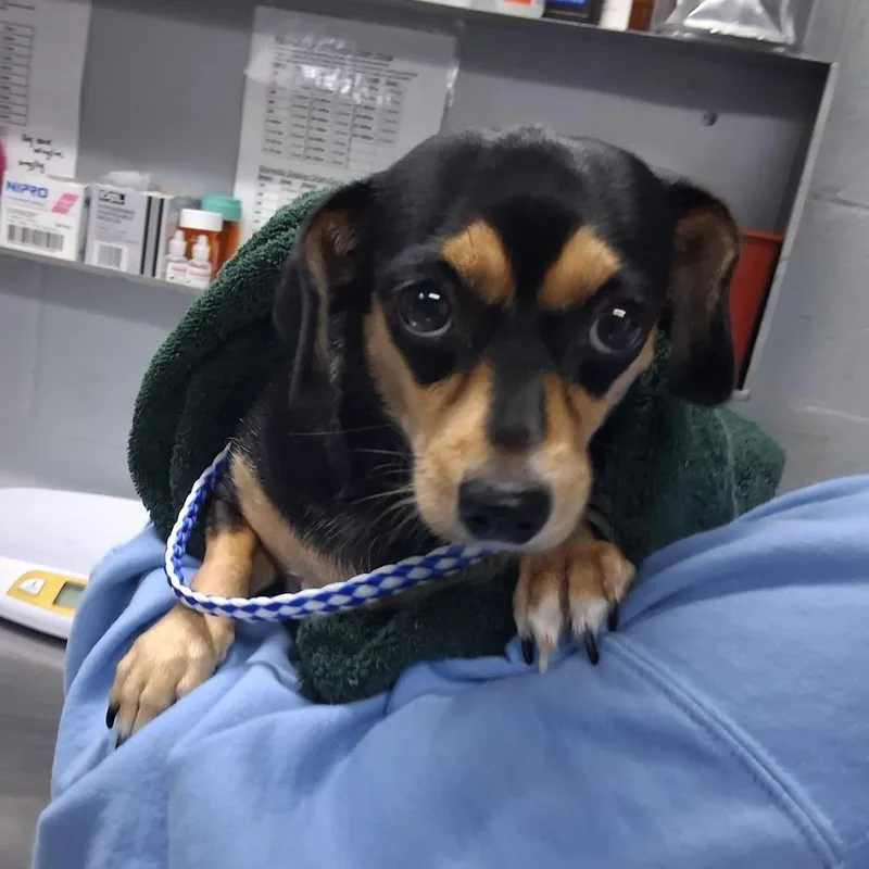 An adult small-sized female Mixed Breed dog named Rockette for adoption in Summerville, SC