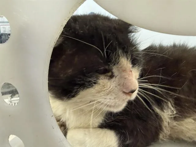 An adult small-sized male Domestic Long Hair cat named Cell for adoption in Garland, TX