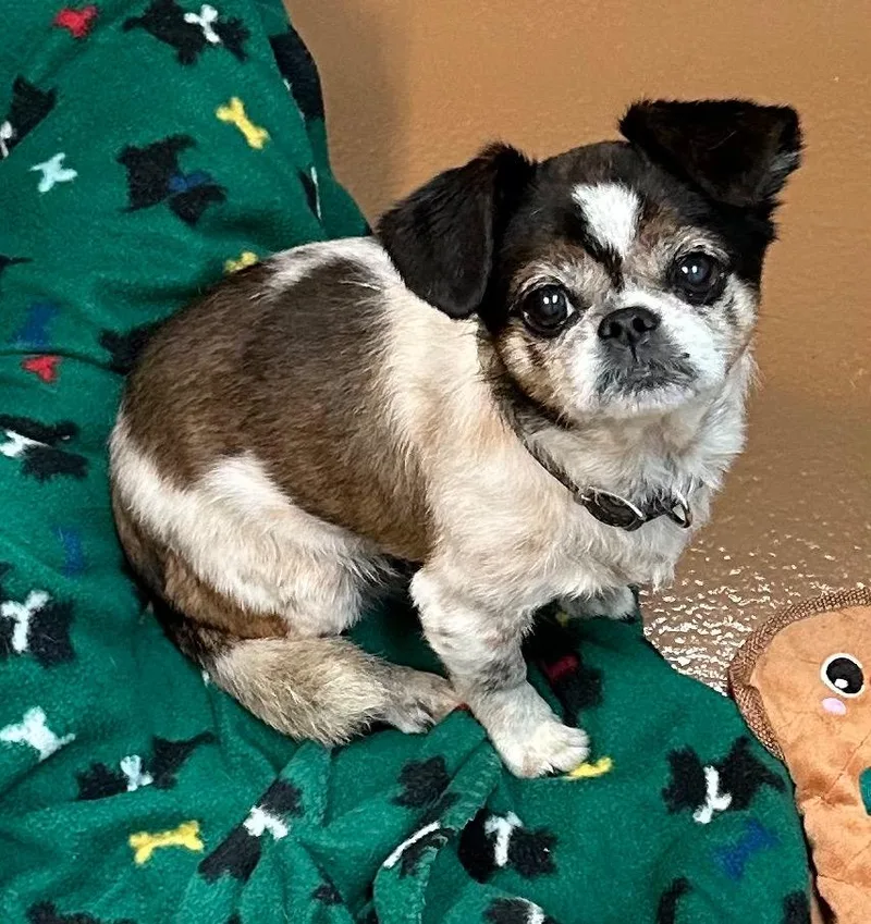 A senior small-sized male Pug dog named Freeway for adoption in Fort Pierce, FL