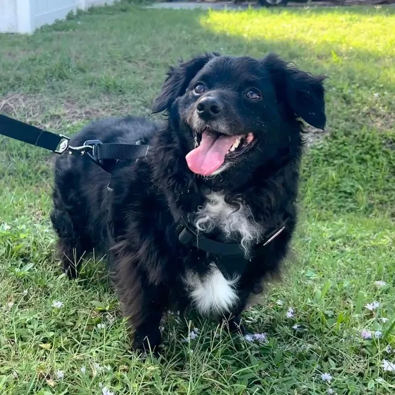 Archie
