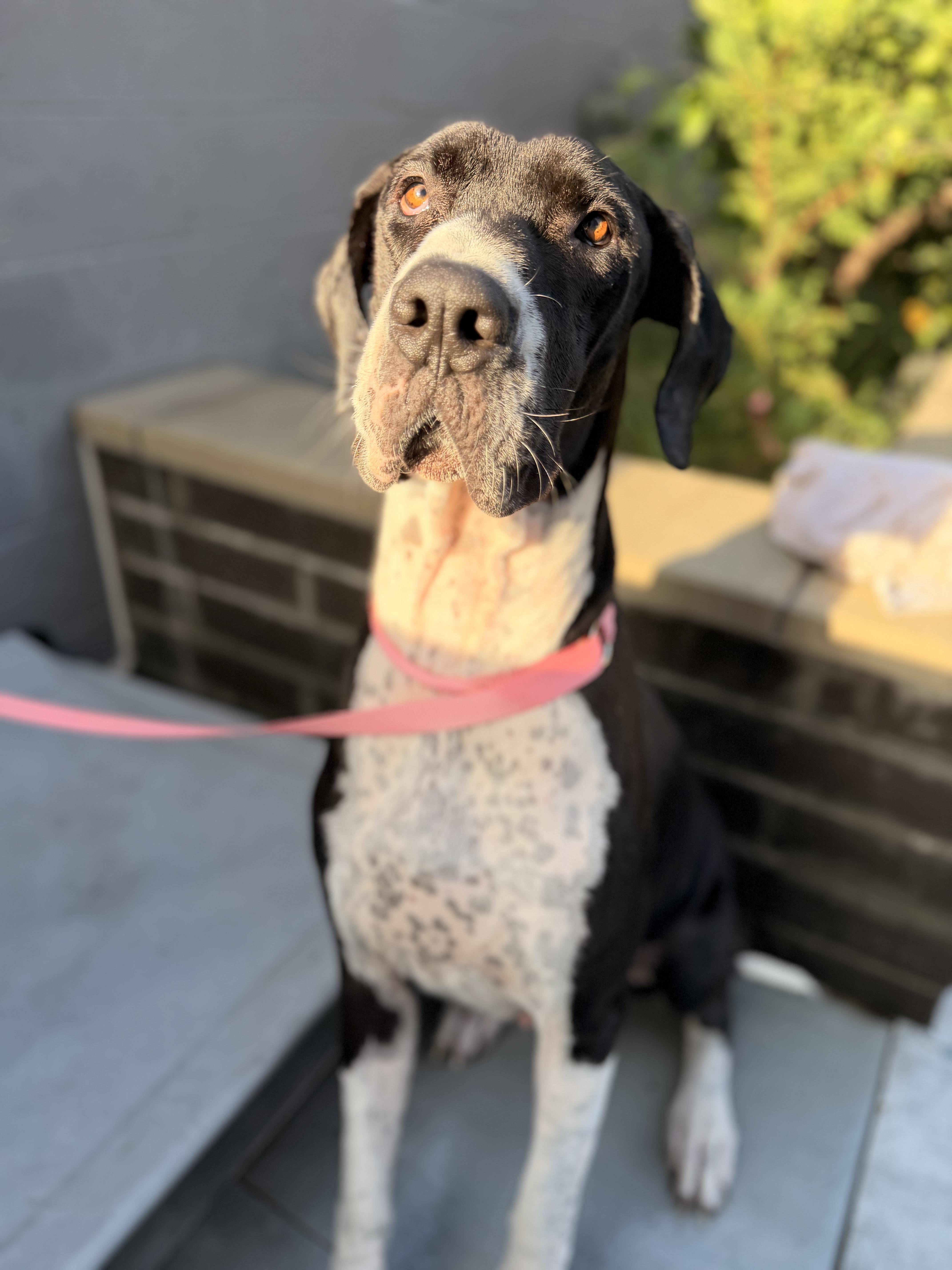 An adult extra large-sized female Great Dane dog named Daisy for adoption in Long Beach, CA