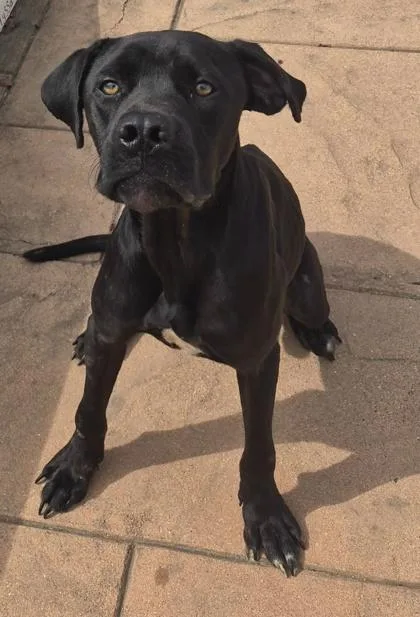 A young medium-sized male Terrier dog named Jett for adoption in Shreveport, LA