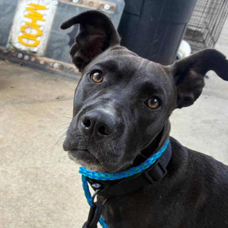 A young medium-sized female Black Terrier dog named Savannah for adoption in Montgomery, AL