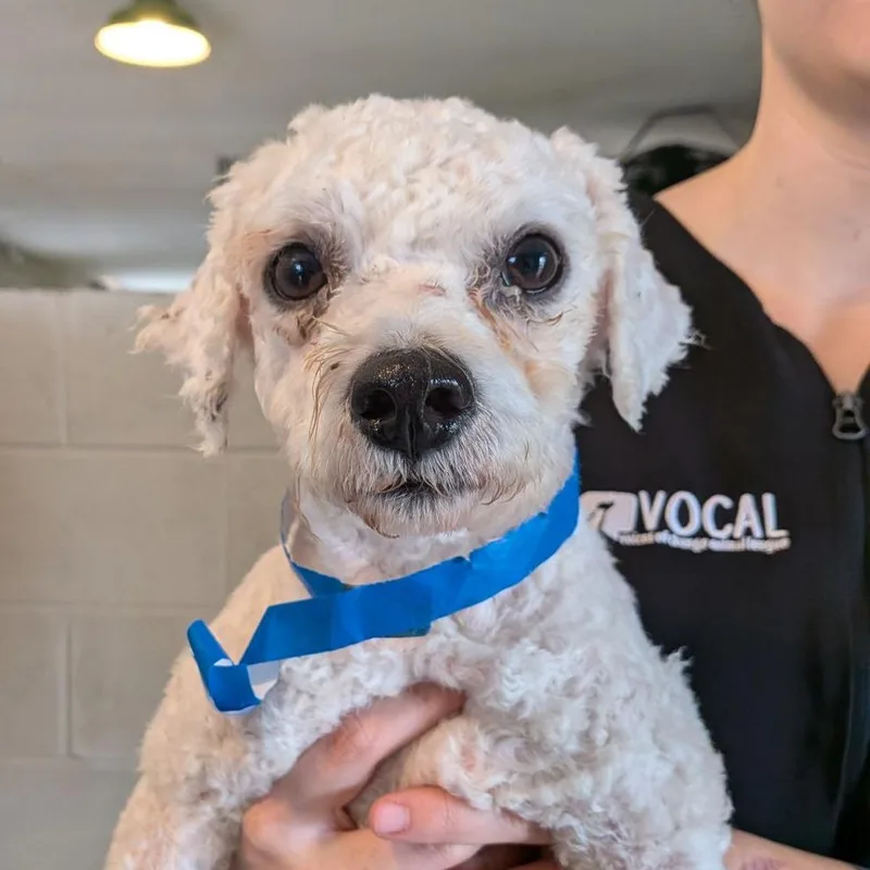 An adult small-sized male White / Cream Bichon Frise dog named Cauliflower for adoption in Ocala, FL