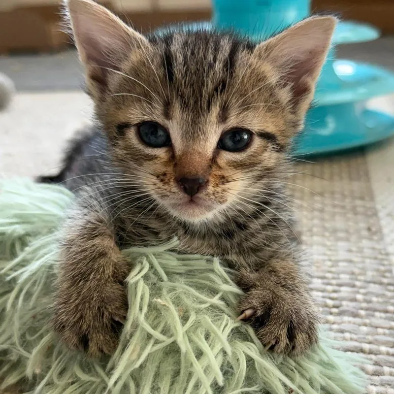 A baby small-sized female Brown / Chocolate Domestic Short Hair cat named Valentina for adoption in Bel Air, MD
