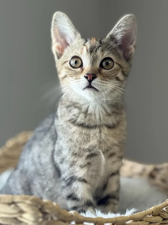 A baby small-sized female Tabby (Brown / Chocolate) Domestic Short Hair cat named Zoey for adoption in Wellington, FL