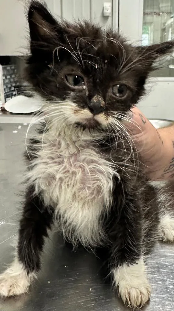 A baby small-sized female Domestic Short Hair cat named Coffee for adoption in Hillsdale, IN