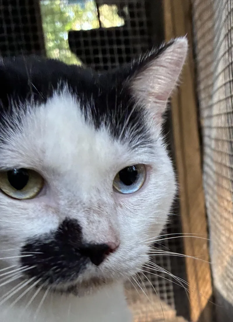 A young medium-sized male White Domestic Short Hair cat named Simba for adoption in Mobile, AL