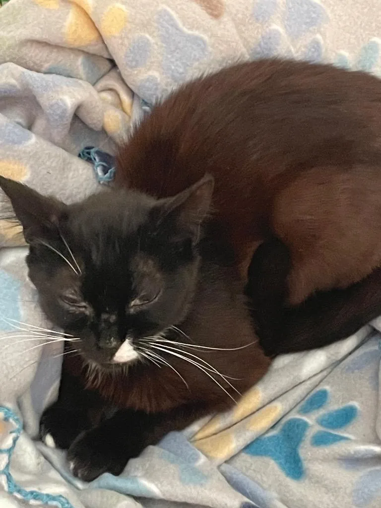 A young small-sized female Domestic Short Hair cat named Freckle for adoption in Ogden, UT