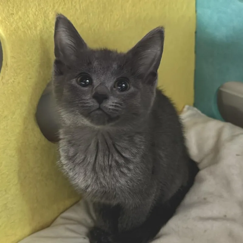 A baby small-sized male Domestic Short Hair cat named Forrest for adoption in Portage, MI