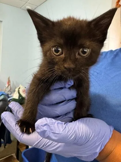 A baby small-sized female Domestic Short Hair cat named Tink Tink for adoption in Washington, DC