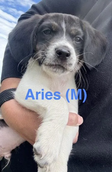 Aries