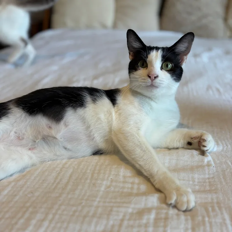 A young medium-sized female Black & White / Tuxedo Domestic Short Hair cat named Clover for adoption in Rock Hill, SC
