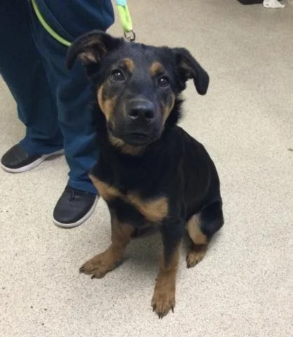 A baby small-sized female Doberman Pinscher dog named Ashley for adoption in Riverside, CA