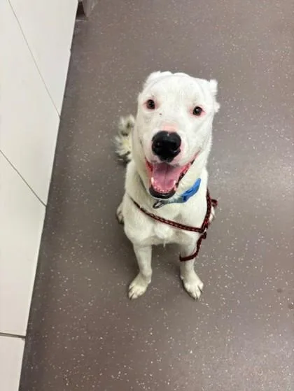 An adult large-sized male Pit Bull Terrier dog named Sparky for adoption in South Bend, IN
