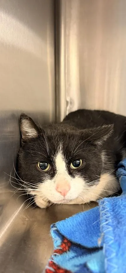 An adult medium-sized male Domestic Short Hair cat named Doug for adoption in Bowling Green, KY