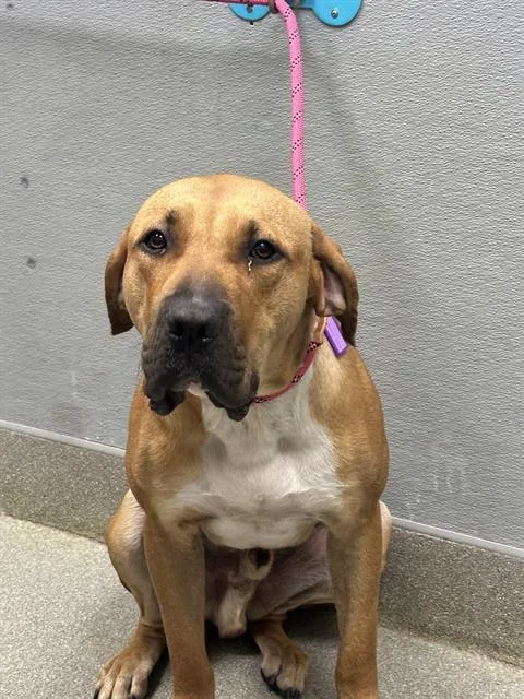 A young large-sized male Bullmastiff dog named Lazy for adoption in Las Vegas, NV