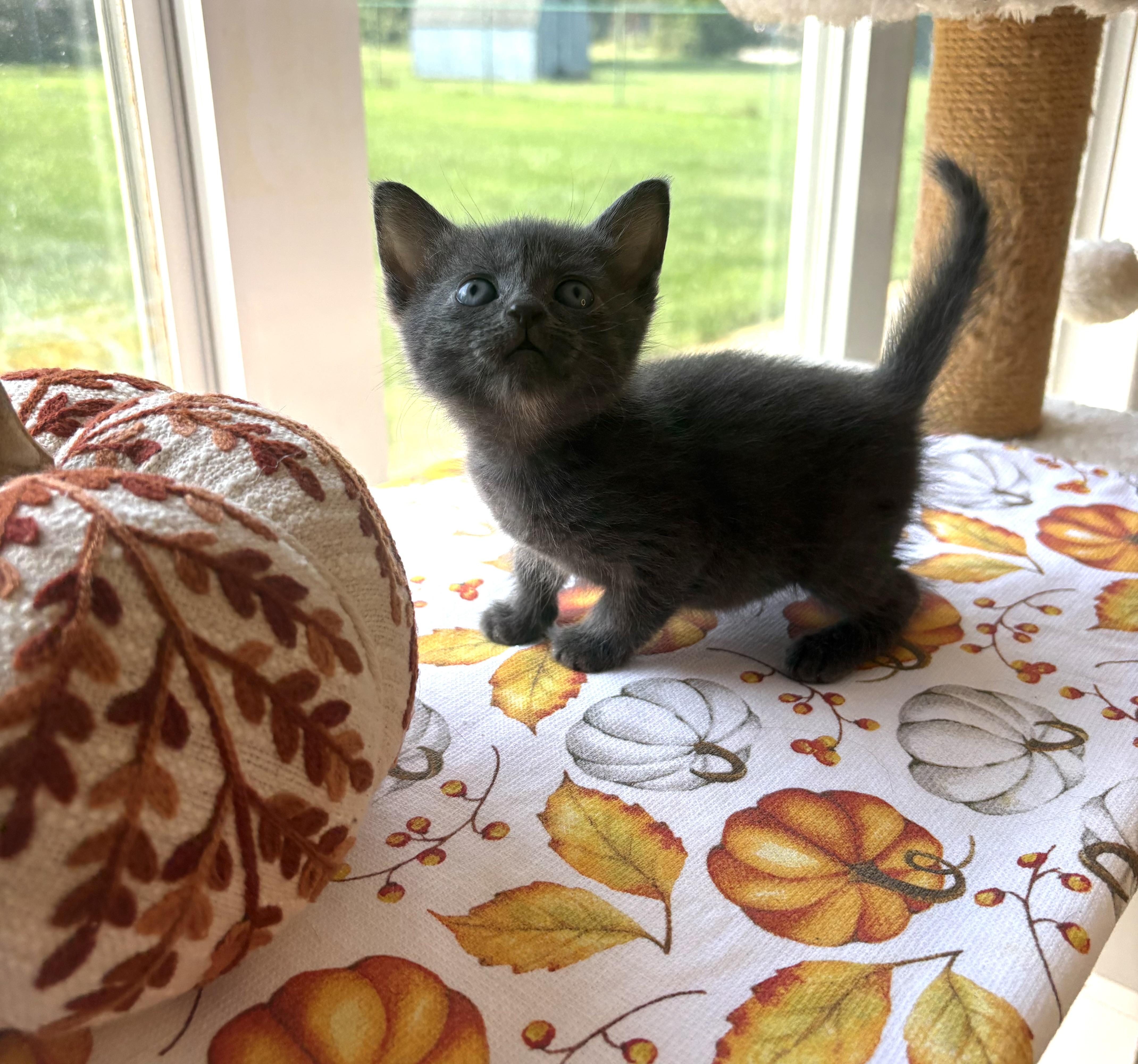 A baby medium-sized female Gray / Blue / Silver Domestic Short Hair cat named Tessera for adoption in Bethel, OH
