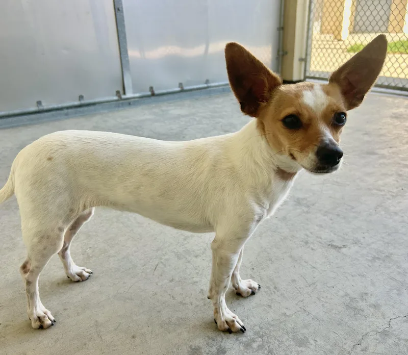 An adult small-sized female Chihuahua dog named Chiquis for adoption in Salinas, CA