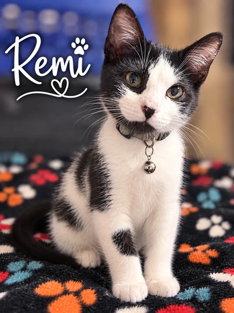 A young medium-sized female Domestic Short Hair cat named Remi for adoption in Delmar, NY