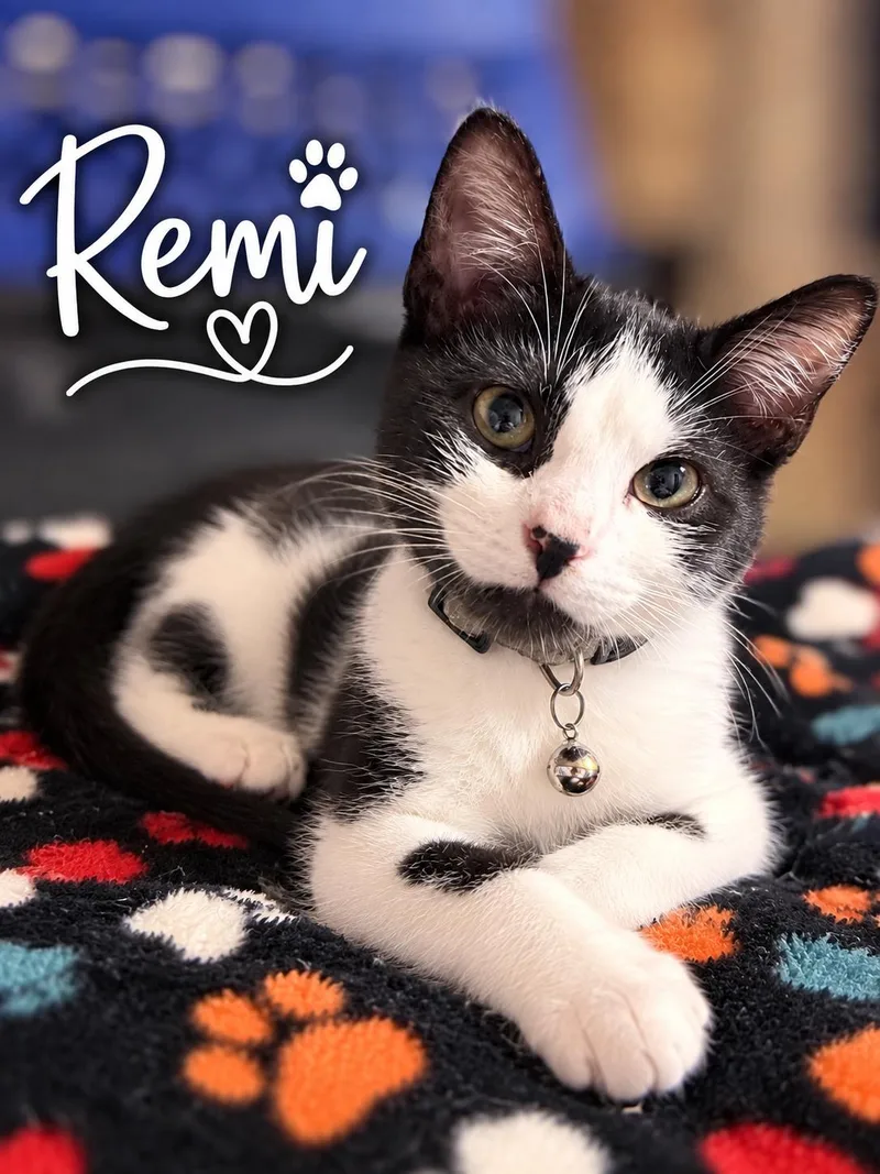 Remi thumbnail 2
