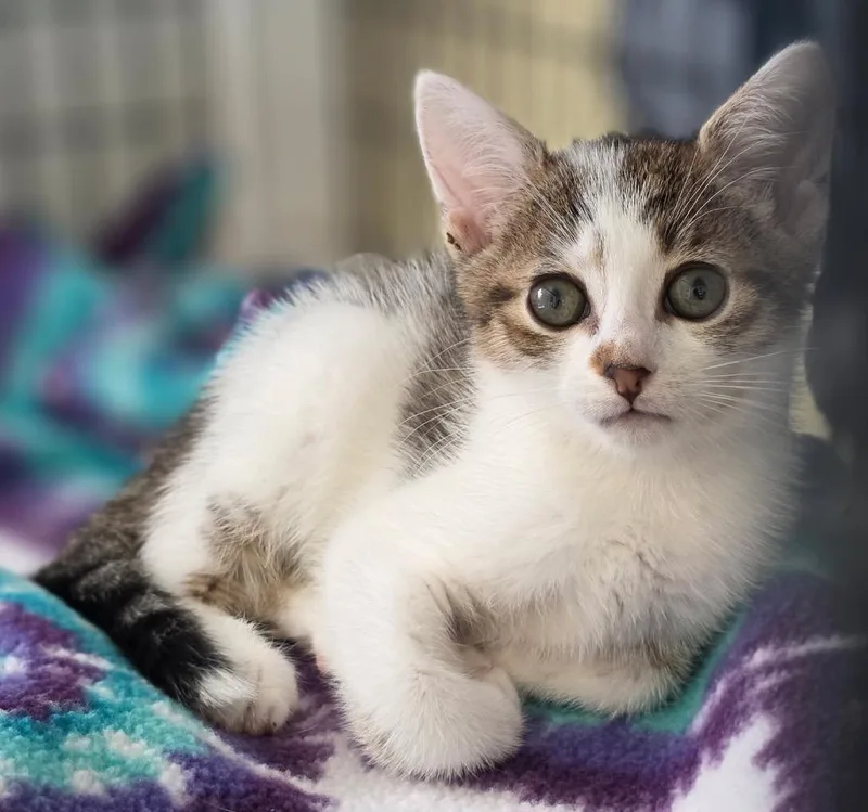 A baby small-sized female Domestic Short Hair cat named Skala for adoption in Ewing, NJ