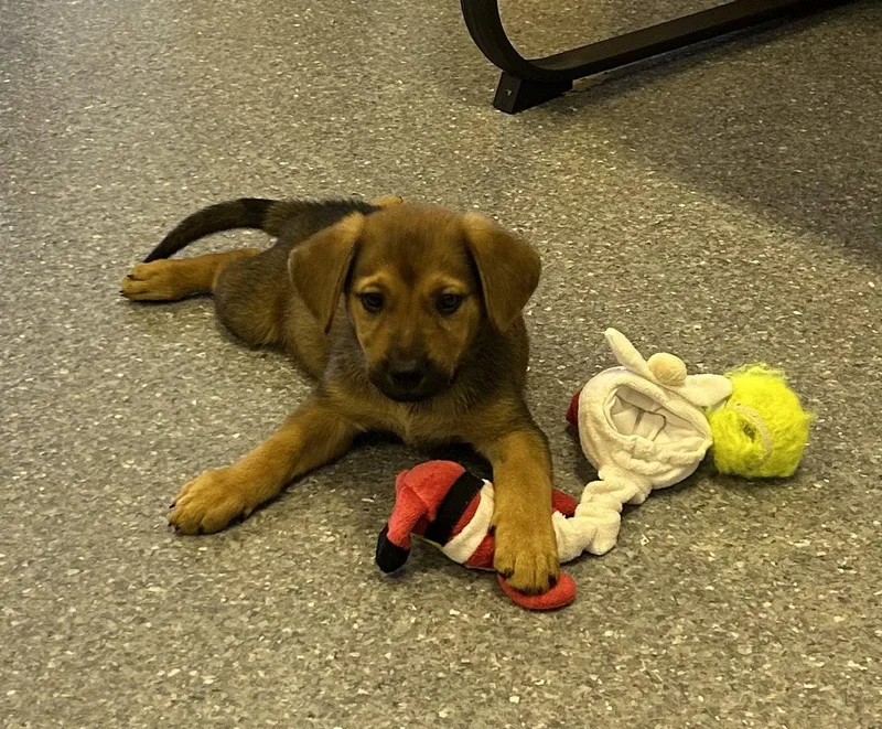 A baby medium-sized male Labrador Retriever dog named Gherkins for adoption in Steeleville, IL