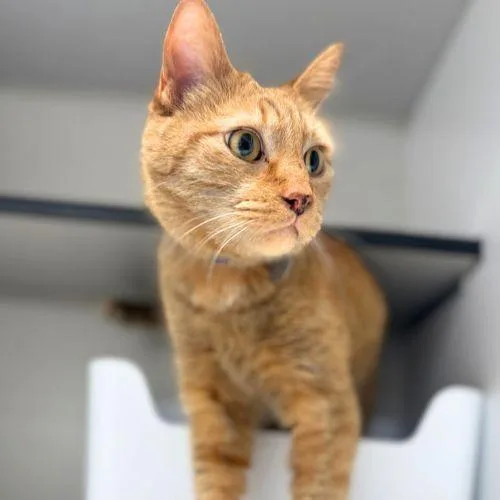 An adult medium-sized male Orange / Red Domestic Short Hair cat named Oscar The Grouch for adoption in Lakewood, CO