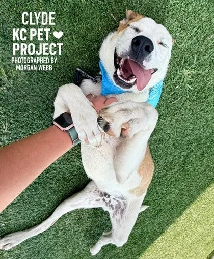 A baby small-sized male Yellow / Tan / Blond / Fawn Mixed Breed dog named Clyde for adoption in Kansas City, MO