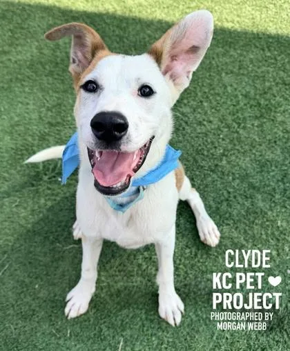 Clyde thumbnail 3