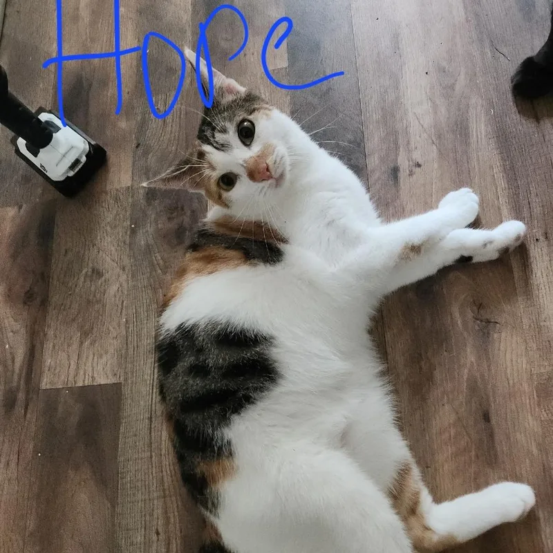 A young small-sized female Calico Domestic Short Hair cat named Hope for adoption in Lynchburg, VA
