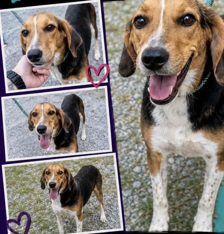 A young medium-sized female Tricolor (Brown, Black, & White) American Foxhound dog named Dayna for adoption in Brookeville, MD