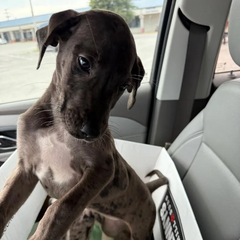 A baby extra large-sized female Gray / Blue / Silver Great Dane dog named Daisy for adoption in Memphis, TN