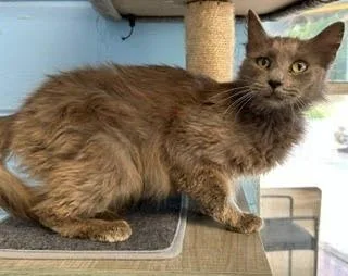A young medium-sized female Domestic Long Hair cat named Anastasia for adoption in Lunenburg, MA