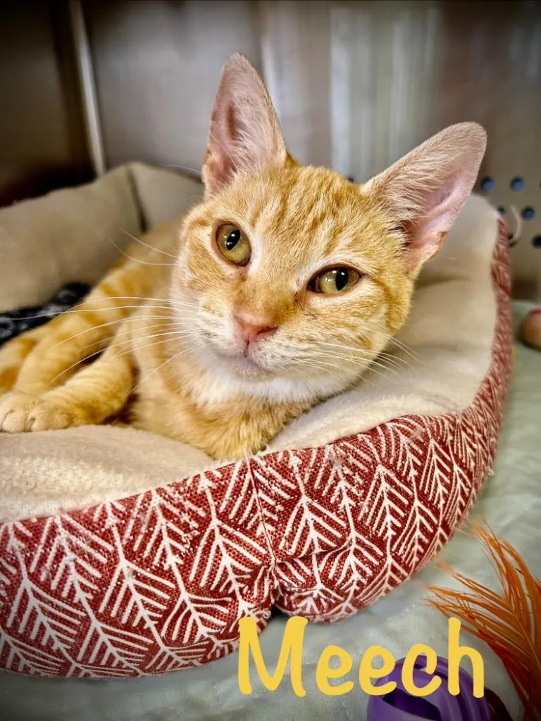 A young small-sized female Domestic Short Hair cat named Meech for adoption in West Union, OH