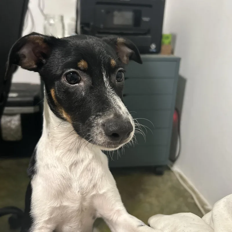 A young small-sized male Tricolor (Brown, Black, & White) Mixed Breed dog named Reggie for adoption in Bayamon, PR