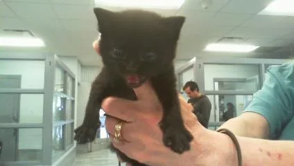 A baby small-sized female Domestic Short Hair cat named Nyx for adoption in Charlotte, NC