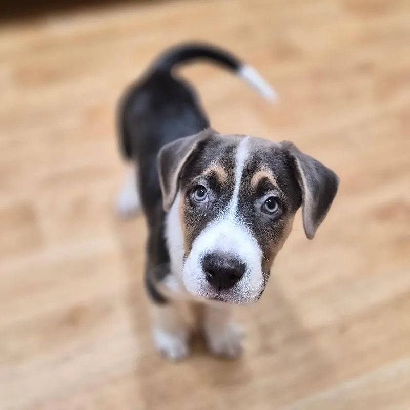 A baby medium-sized male Black Mixed Breed dog named Stout for adoption in Woodstock, IL