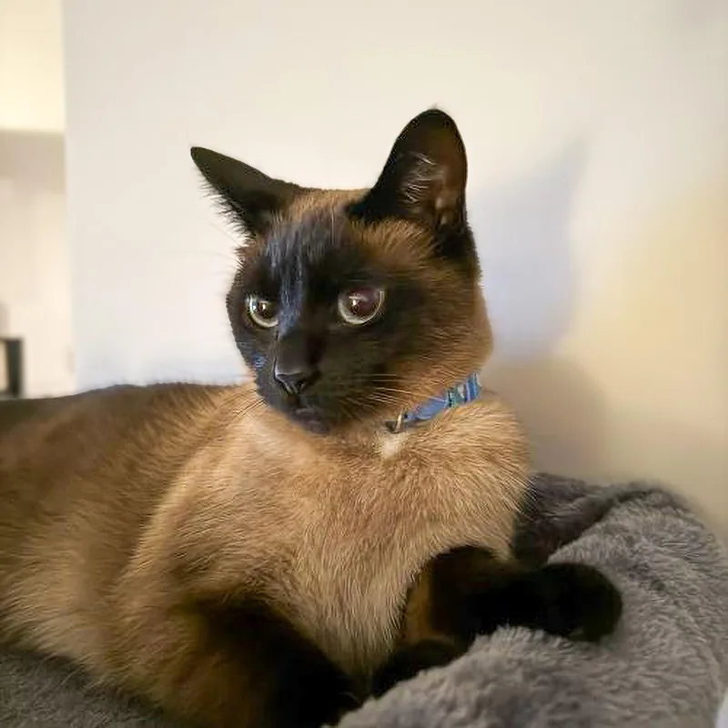 A young medium-sized female Chocolate Point Siamese cat named Milly for adoption in Columbia, SC