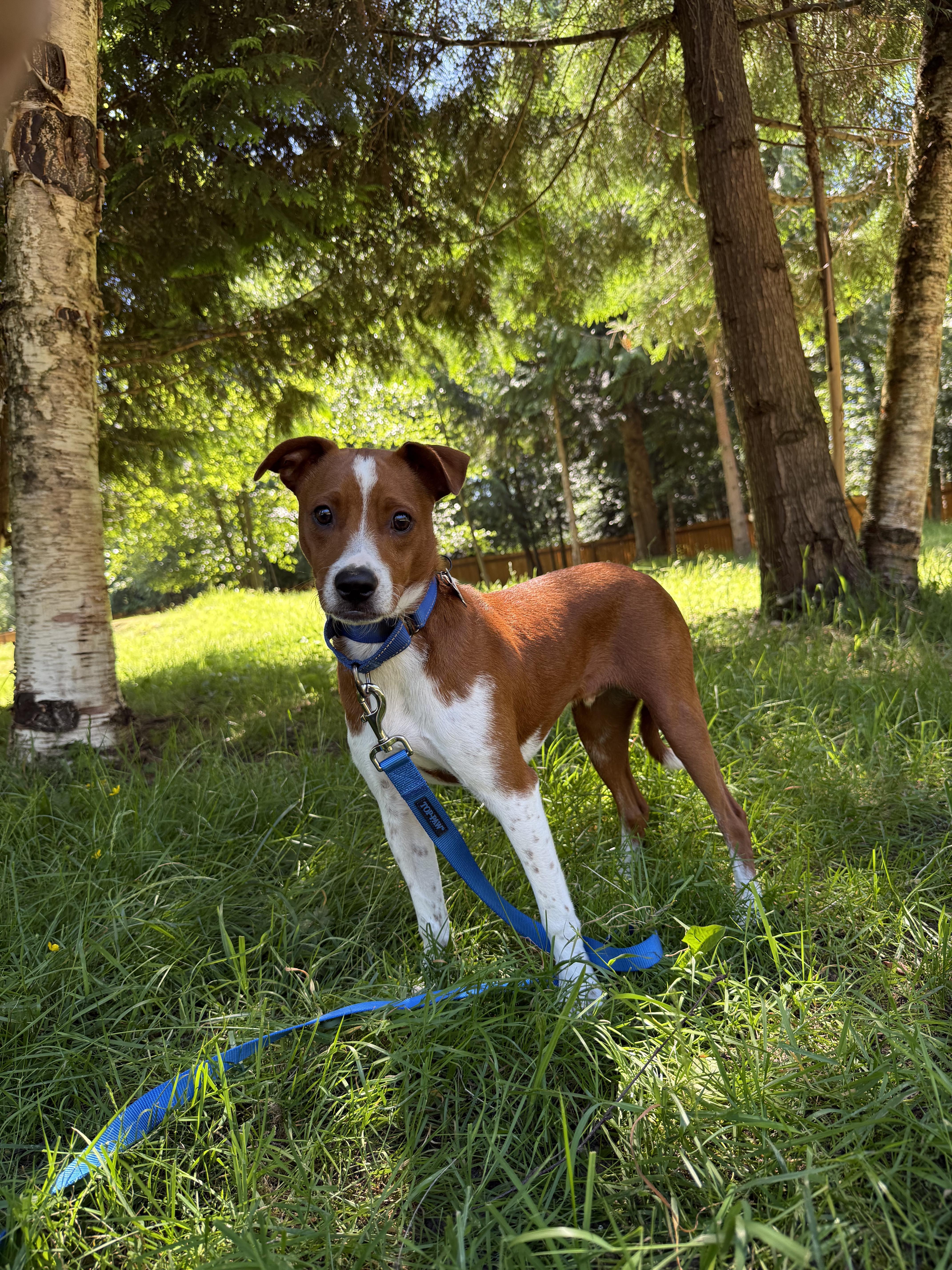 A young small-sized male White / Cream Jack Russell Terrier dog named Chico for adoption in Ferndale, WA