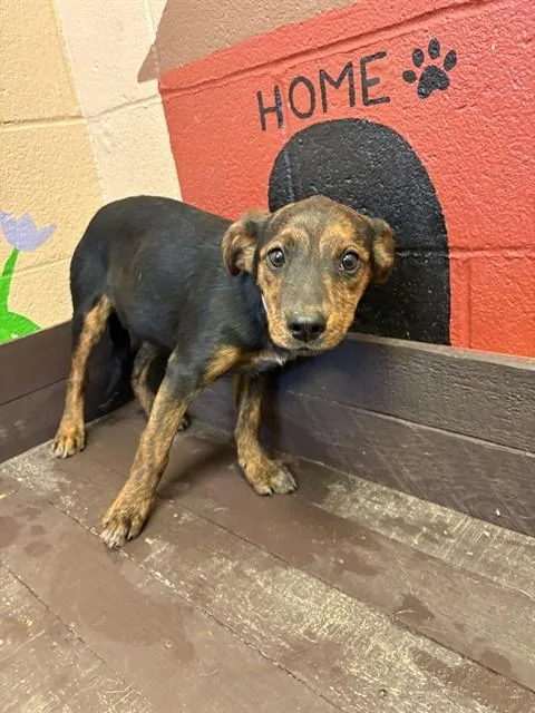 A baby small-sized female German Shepherd Dog dog named Hermit for adoption in Castaic, CA
