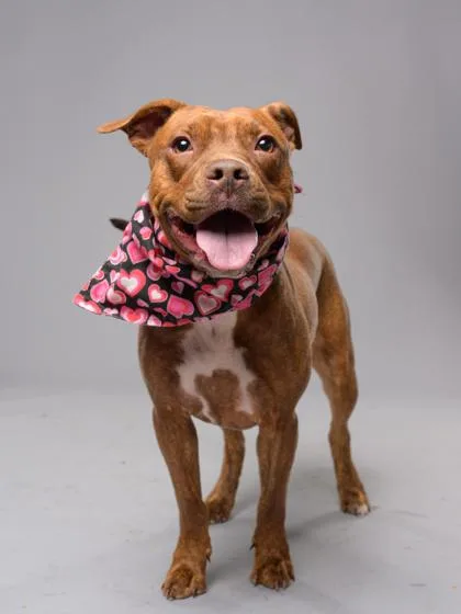 A young medium-sized female Mixed Breed dog named Arwen for adoption in Atlanta, GA