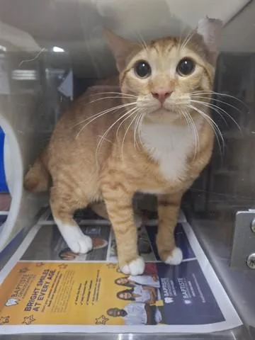 An adult small-sized male Domestic Short Hair cat named London for adoption in Orlando, FL
