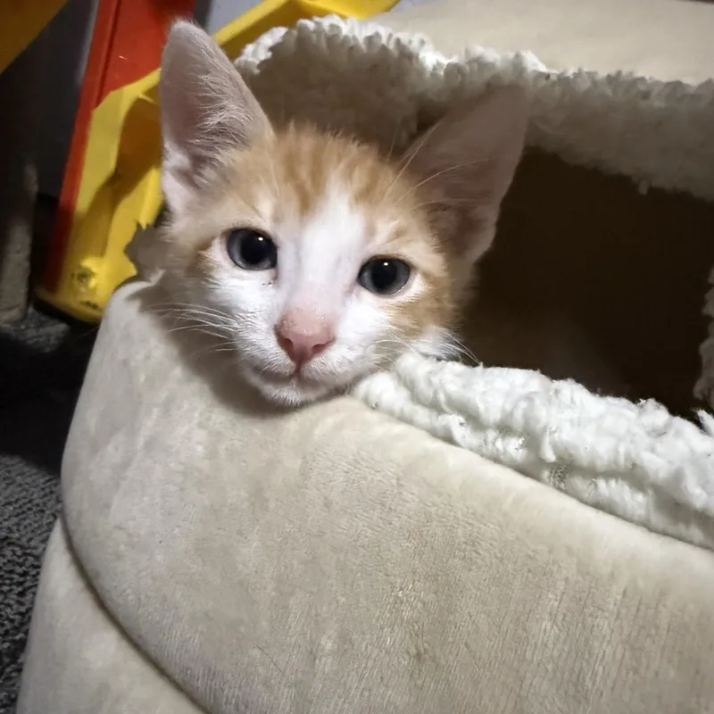 A baby medium-sized male Orange & White Domestic Short Hair cat named Jacks for adoption in Brentwood, CA