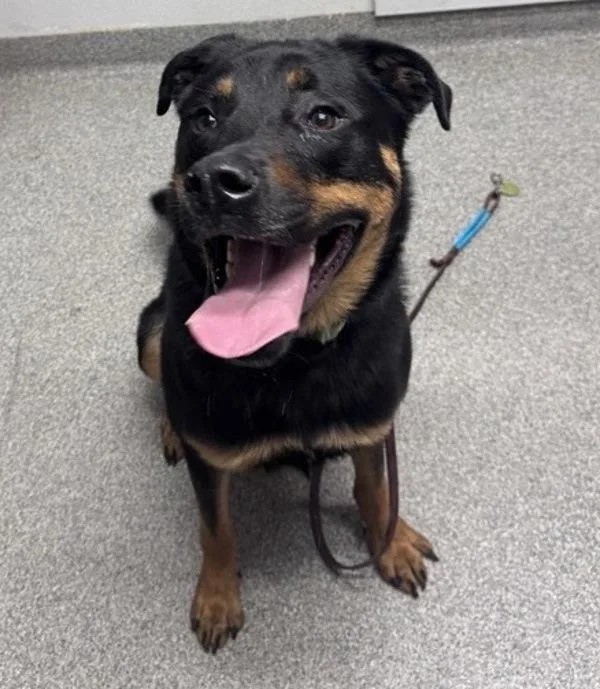 An adult large-sized male Shepherd dog named Buzz for adoption in Escondido, CA