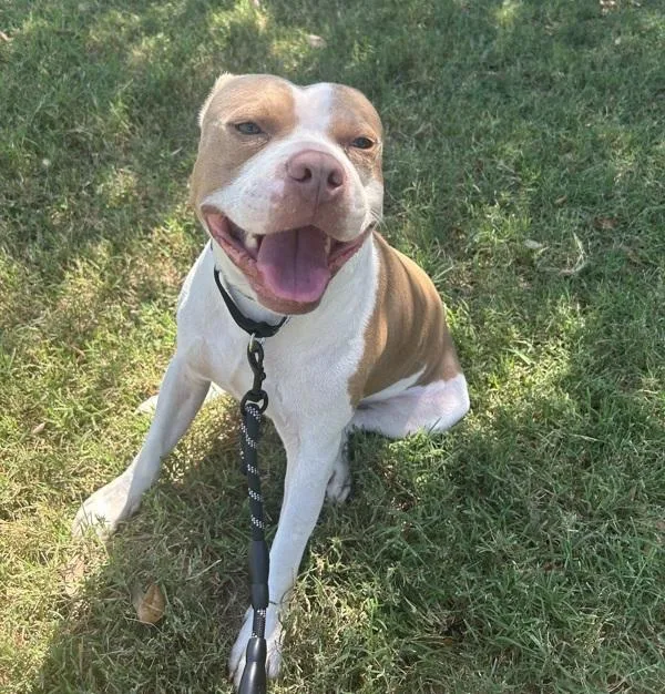 An adult large-sized male Mixed Breed dog named Goody for adoption in Austin, TX