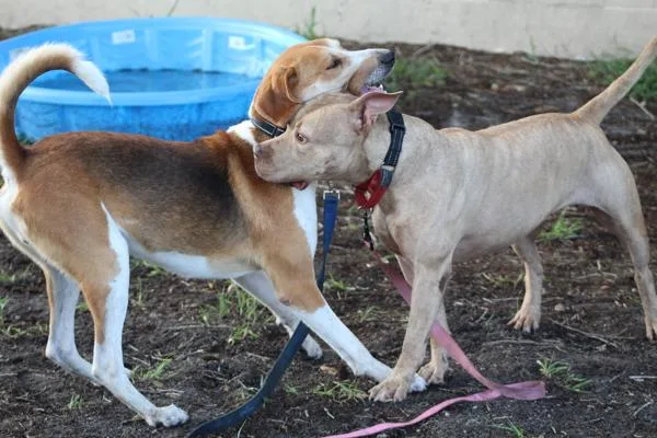 An adult large-sized male Mixed Breed dog named Woody for adoption in Melbourne, FL